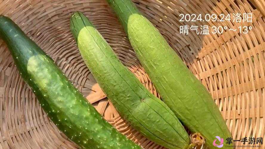 秋葵草莓丝瓜黄瓜榴莲大全：多种蔬果的奇妙组合